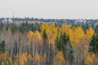 Metsäkaltevan korkeimmat rakennukset erottuvat horisontissa.
