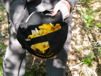 Hatullinen keltavahveroita!