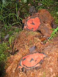 Kaksoislammen suuntaan johtavan polun varrelta löytyi oikea taideteos. Reitistön kunnosta huolta pitävät olivat lyhentäneet lahokantoja. Lahon ytimessä olikin ollut kovaa puuta. Musta aines lienee aitoa tervasta, eikä kuvio ole syntynyt tussilla piirtäen.