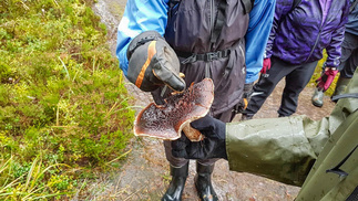 Männynsuomuorakas kasvaa yleisenä Etelä- ja Keski-Suomessa harvinaistuen pohjoista kohden. Sitä löytää parhaiten tuoreista ja kuivista kangasmetsistä männyn seurasta. (Luontoportti)