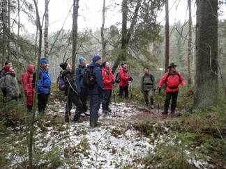 Tikka on etsinyt syötävää suuren kuusen rungosta.