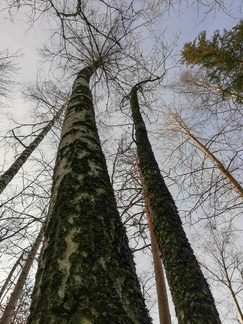 Reenjalaspuita Piilolammella