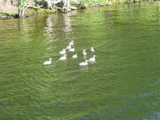 Vesilinnuilla vaikutti olevan runsaasti poikasia