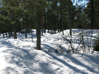 Valo ja varjot leikkivät kuurupiiloa metsässä ...