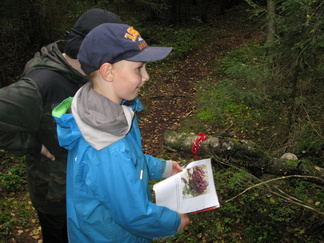 Sieniarvoituksia näkyy olevan täälläkin ratkottavana.