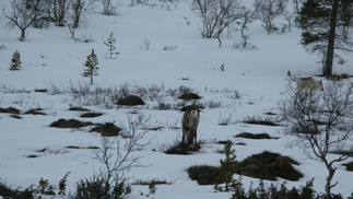 Purolaaksossa näimme muutaman poron. 