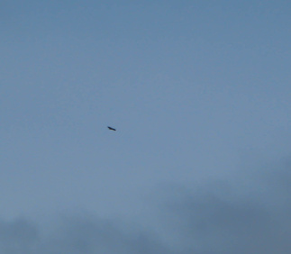 Taivaalla, korkealla kaarteli eräänä päivänä kaksi kotkaa! Toisesta saatiin jonkunlainen kuvakin.