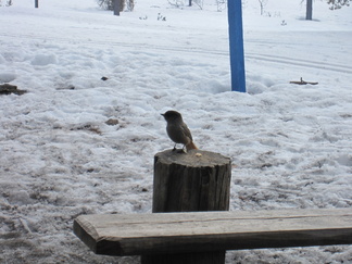Kuukkeli oli perso vaalealle leivälle.