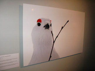 Talven taitajat näyttelyyn oli asetettu suuria valokuvaotoksia pohjoisen linnuista.