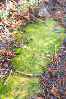 Iso-Kypärälammella