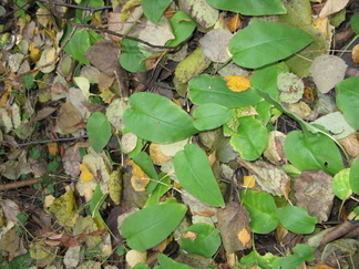 Tämä kasvi on vielä nimeä vailla.