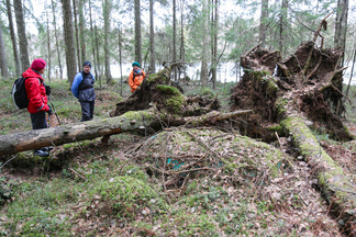 Metsästä löyti kaatunut kuusi...