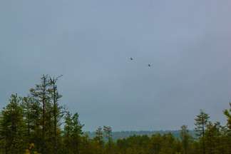 Joutsenia bongattiin 14 yksilön parvi. Mitä ilmeisemmen ylväät linnut muuttavat pian talvehtimisalueilleen.
