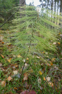 Metsäkorte