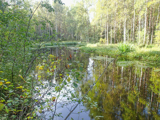 Rutajoki on ollut aikoinaan tärkeä uittoväylä, mutta joki on ennallistettu 1990-luvulla.