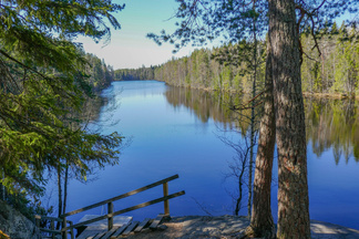 Kiiskilammen rannallla rupikonnat näyttivät villiintyneen keväästä!