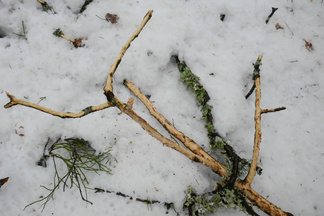 Hirvet ovat jälttäneet haapaa