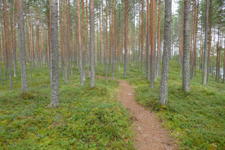 Luupään luontopolku