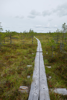 Haapasuon rengasreitti kulkee pitkospuita pitkin