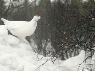 Sittemmmin pariskunta siirtyi aterioimaan lumipenkan päälle, josta ylettyi mainiosti napsimaan tunturikoivun silmuja.