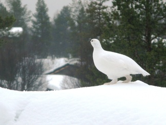 Kuosi on perinteinen, lämmin ja käytännöllinen!