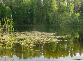 Kelveneenlampi