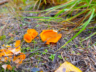 Oranssimaljakas
