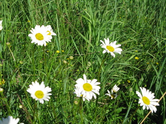 Päivänkakkara