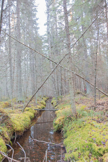 Kypäräsuolla
