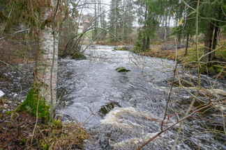 Lehmäkoski