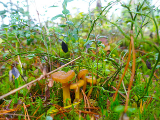 Suppilavahveroita