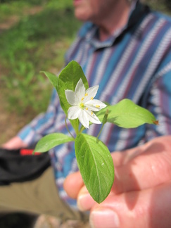Metsätähti
