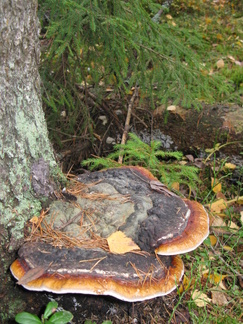 Kantokääpä