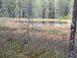 Iso Karhulampi