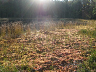 

Aurinko luo säteitään Iso-Karhulammen rahkasammalella verhottuun rantaan.
