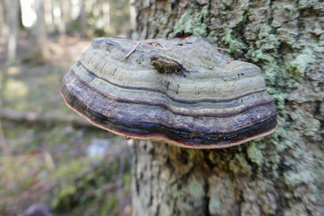 Rusokantokääpä