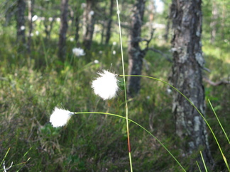 Tupasvilla