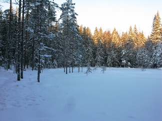 Pikku-Karhu nukkuu talviunta.