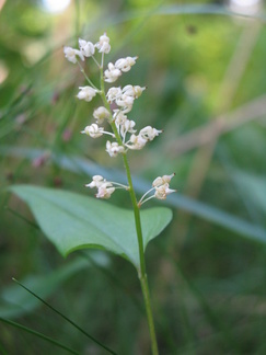 Oravanmarja