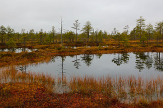 Allikoiden ympäristö on upean näköinen.